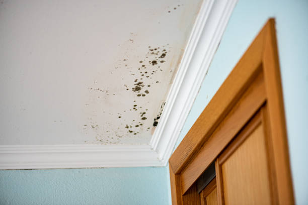 Environmental Consulting for Mold Prevention